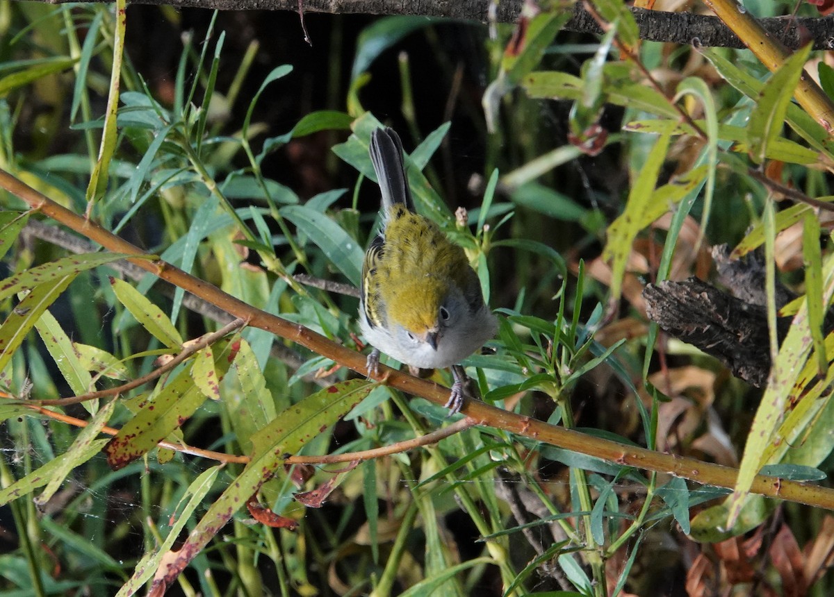 Chestnut-sided Warbler - ML381969161