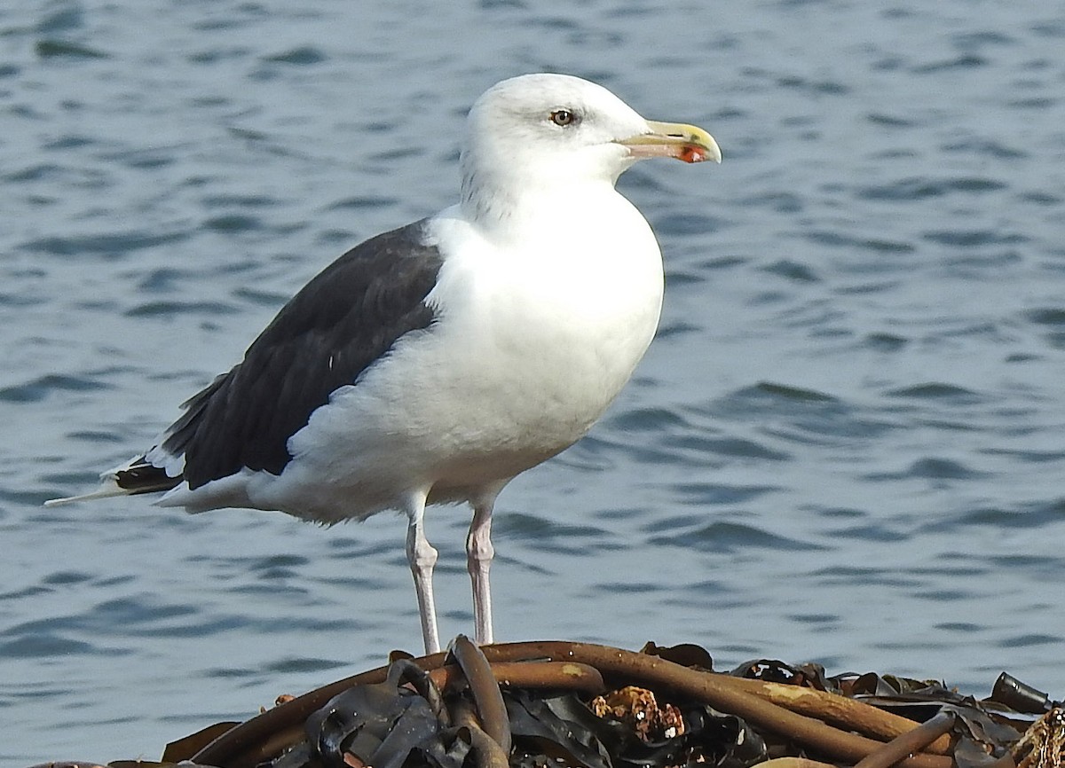 Great Black-backed Gull - Manfred Schleuning
