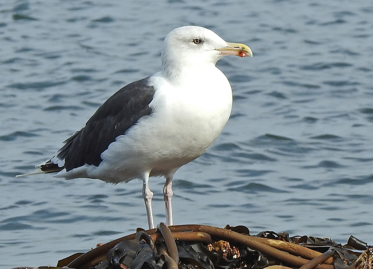 Great Black-backed Gull - ML381969491