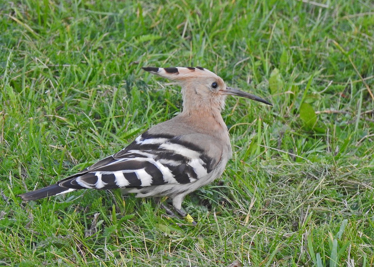 Common Hoopoe - ML381969661