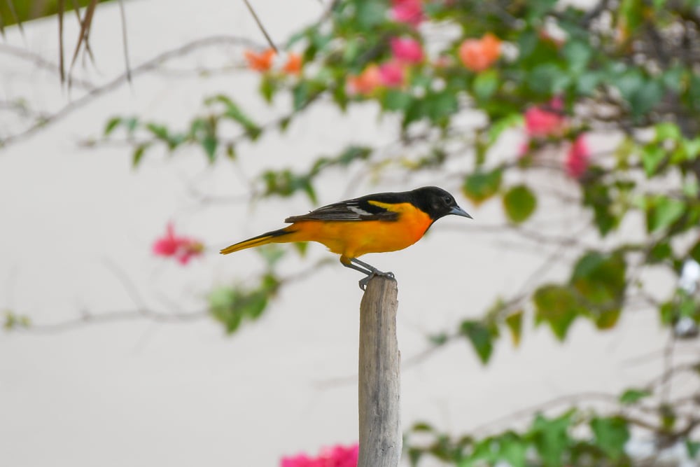 Baltimore Oriole - ML381969991