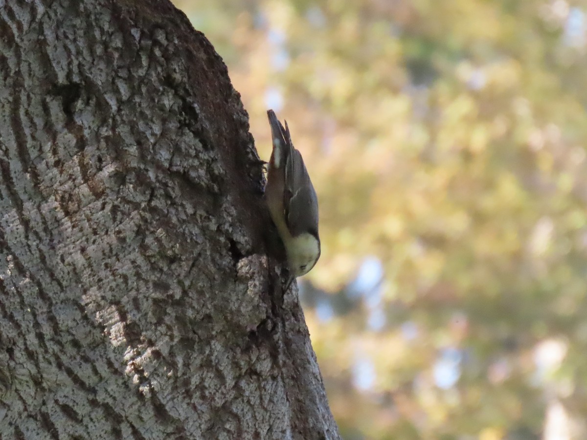 White-breasted Nuthatch - Donna Bray