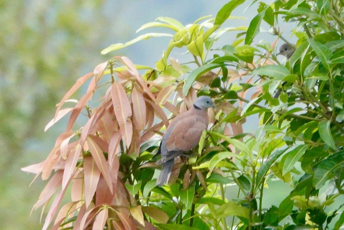 Red Collared-Dove - ML381972211