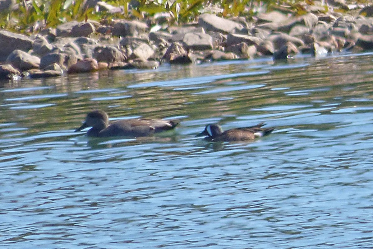 Blue-winged Teal - ML381972791