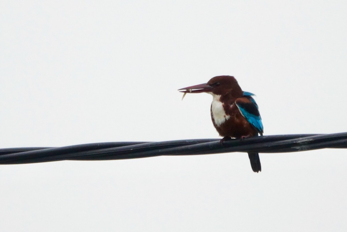 White-throated Kingfisher - ML381974061