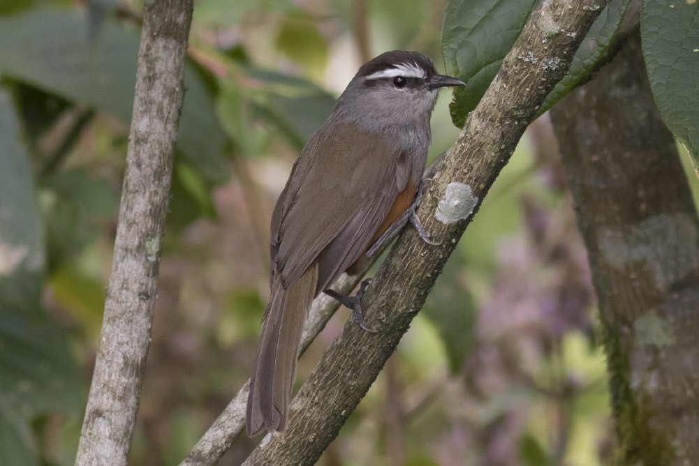 Palani Laughingthrush - Michael Todd