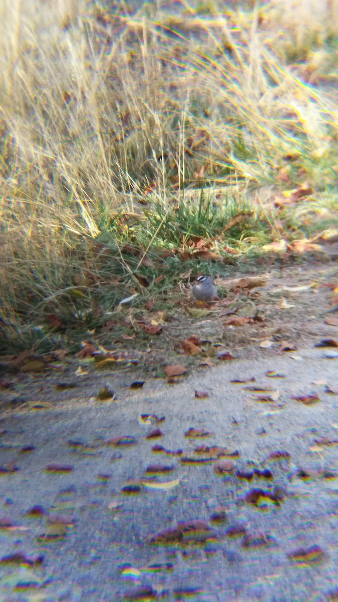 White-crowned Sparrow - ML381977551