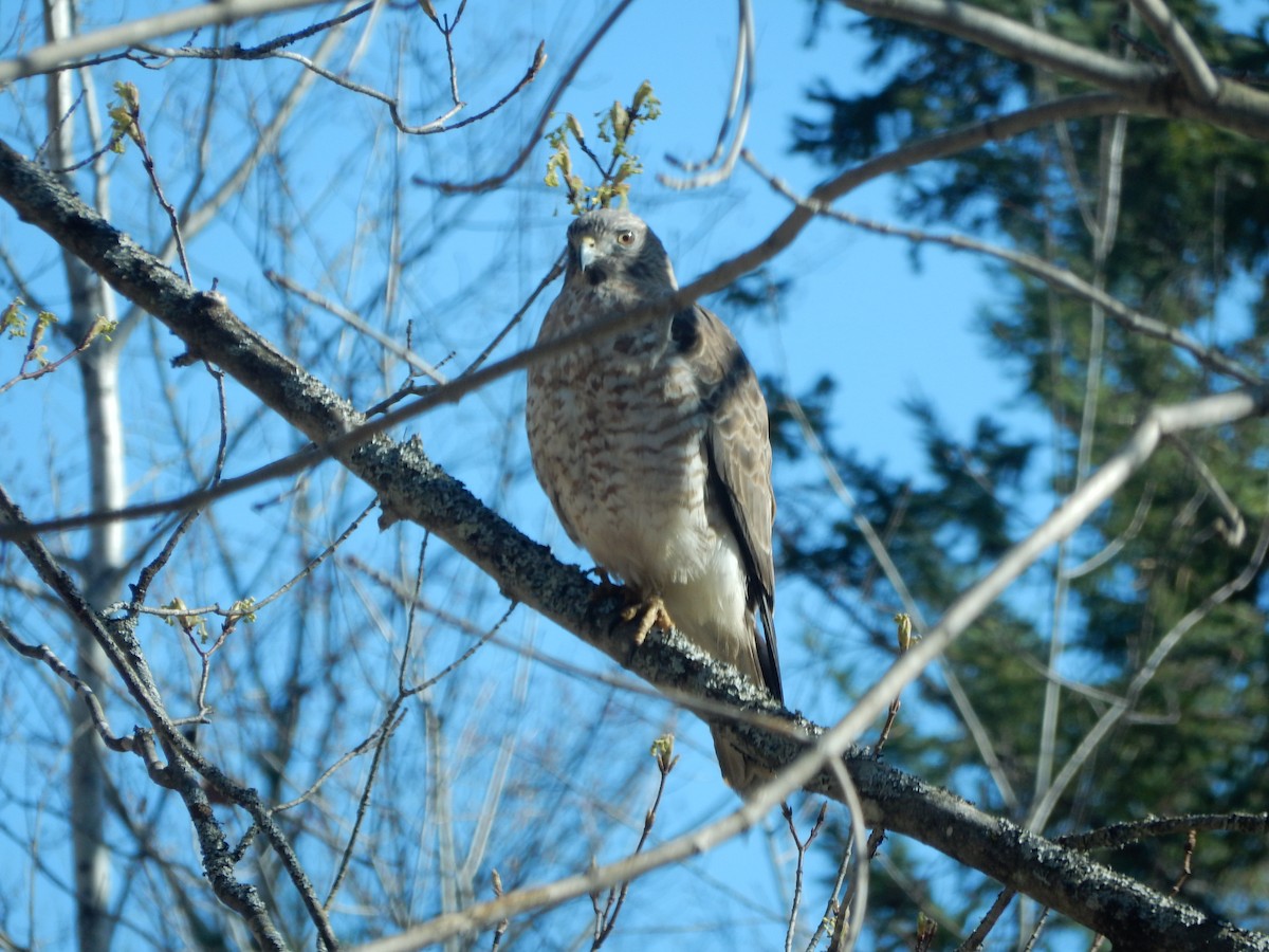 Cooper's Hawk - ML381977821