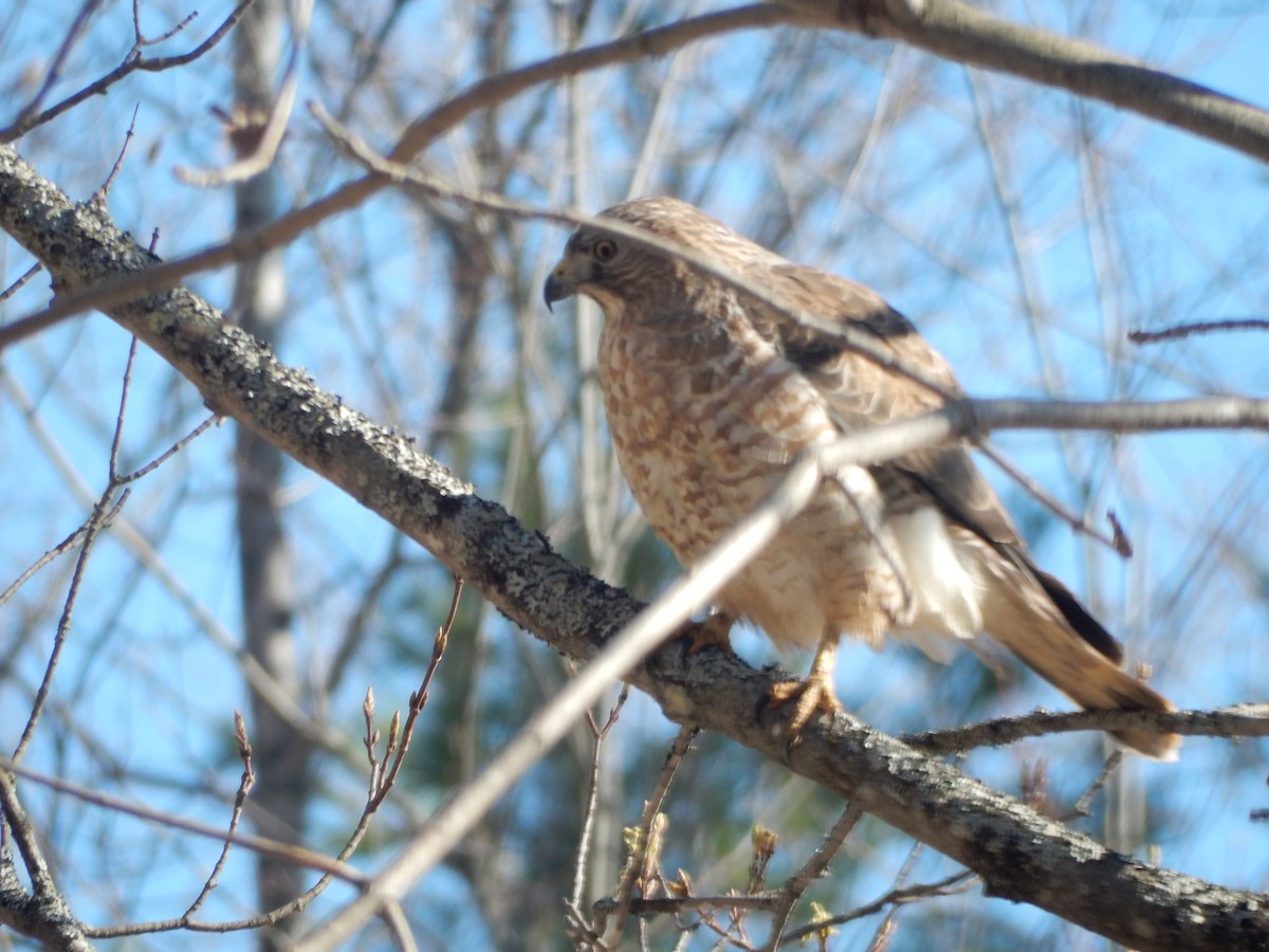 Cooper's Hawk - ML381977831