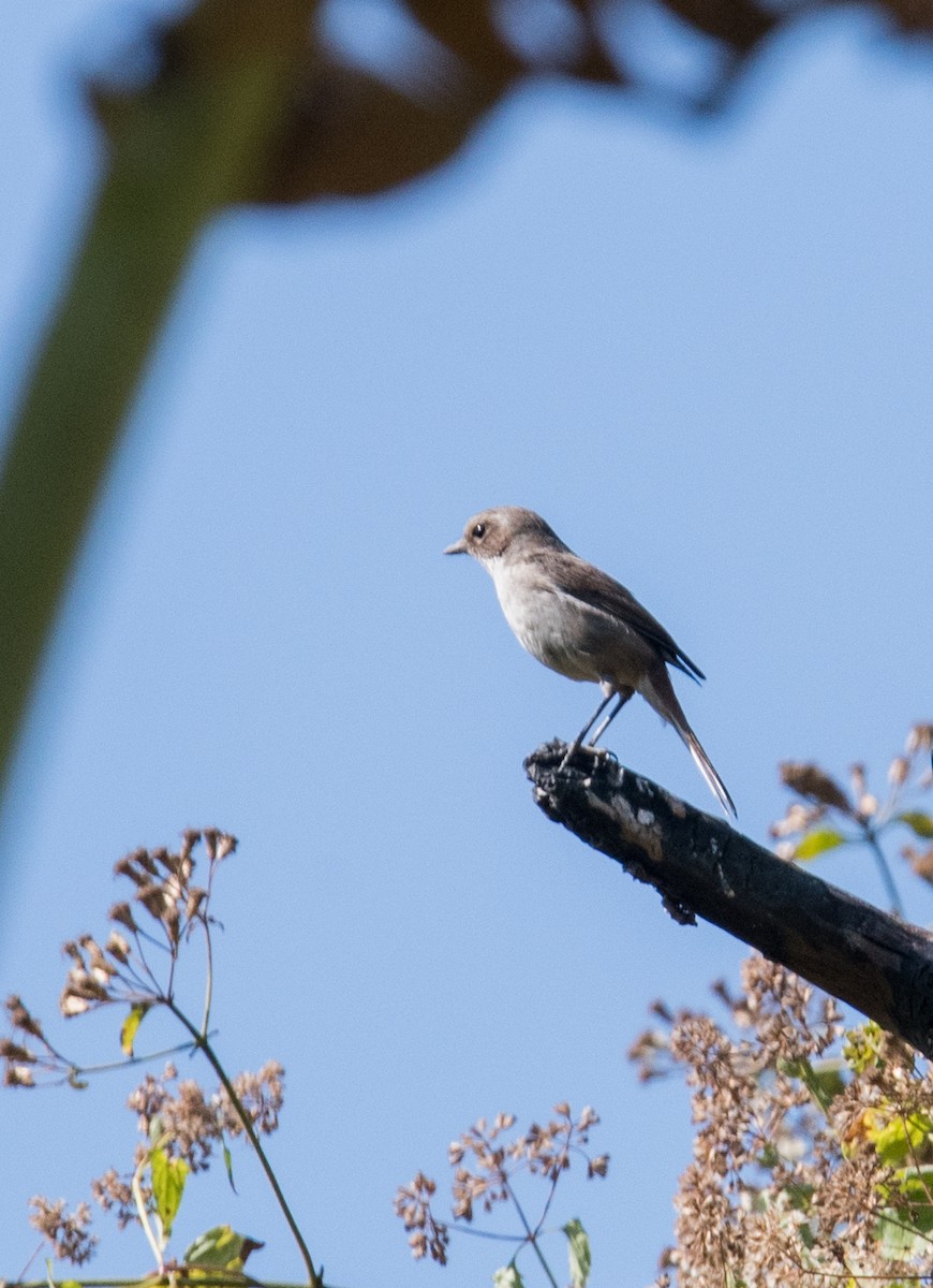 Gray Bushchat - ML381979481