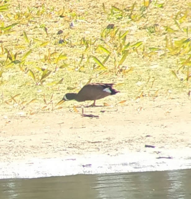 Blue-winged Teal - ML381979501