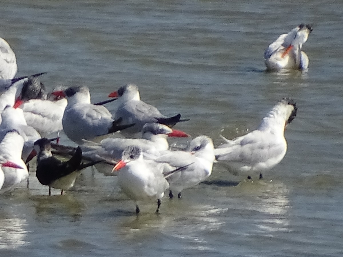 Морин хараалай - ML381979701