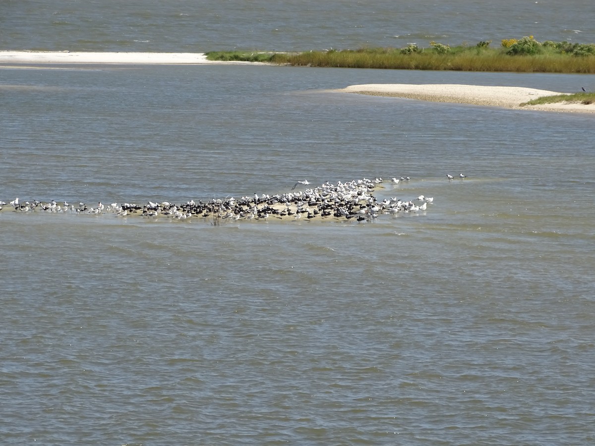 Морин хараалай - ML381979731