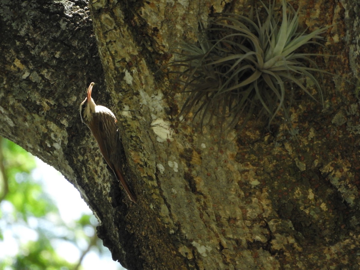 Narrow-billed Woodcreeper - Silvia Enggist