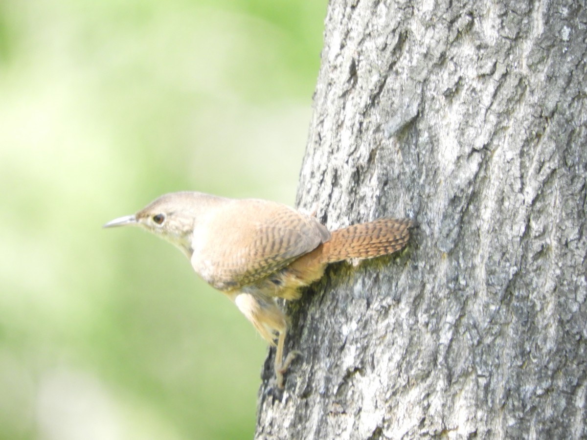 House Wren - ML381980101