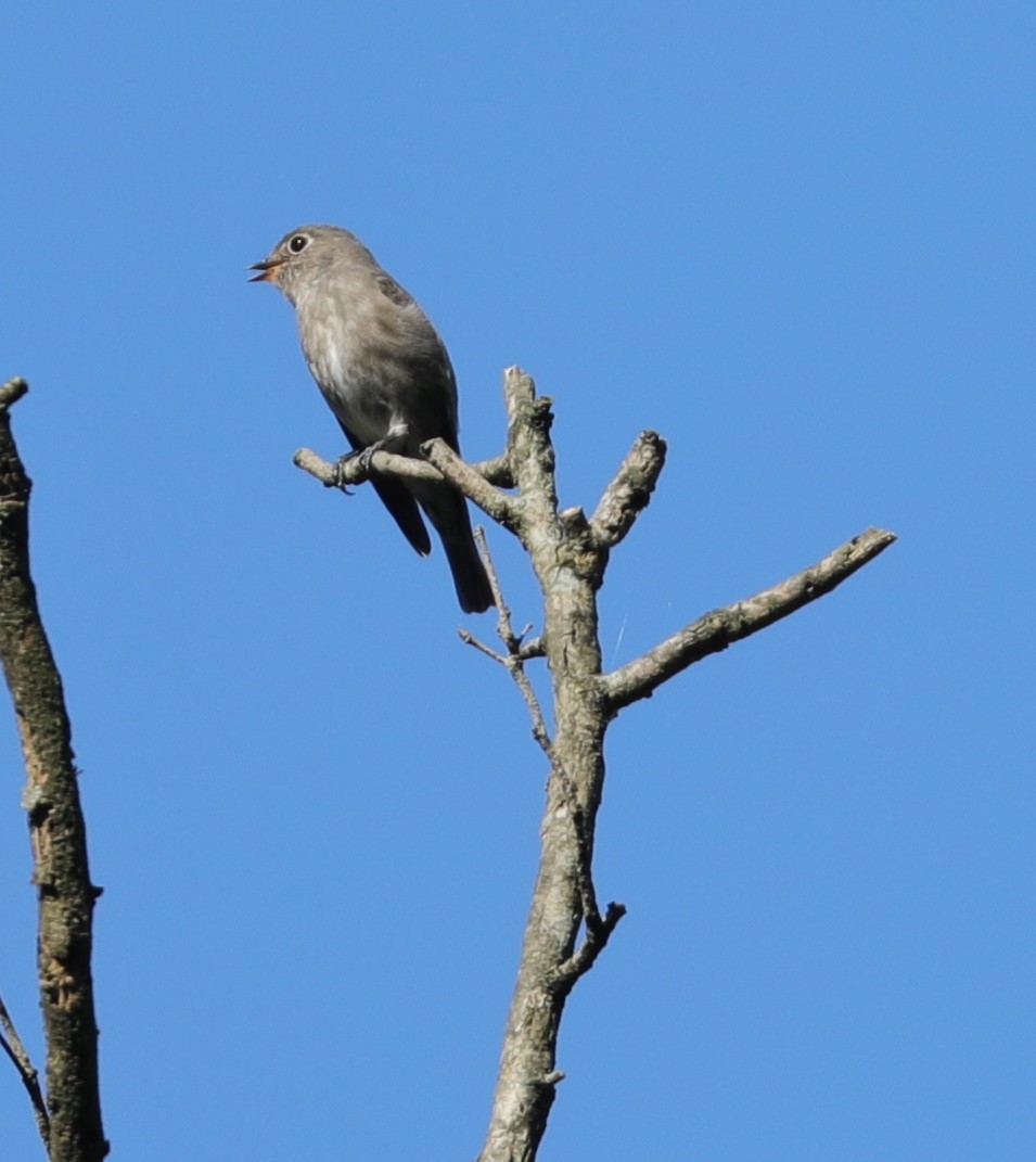 Dark-sided Flycatcher - ML381980581