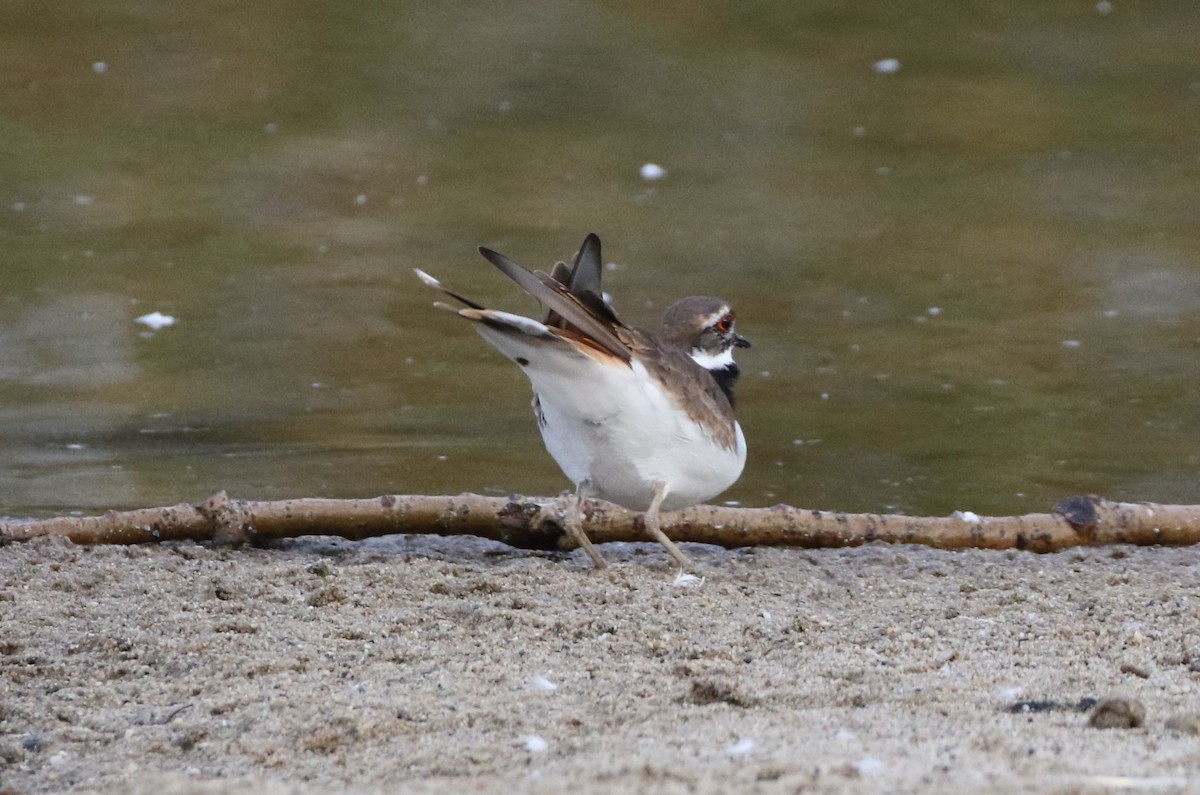 Killdeer - Mike "mlovest" Miller