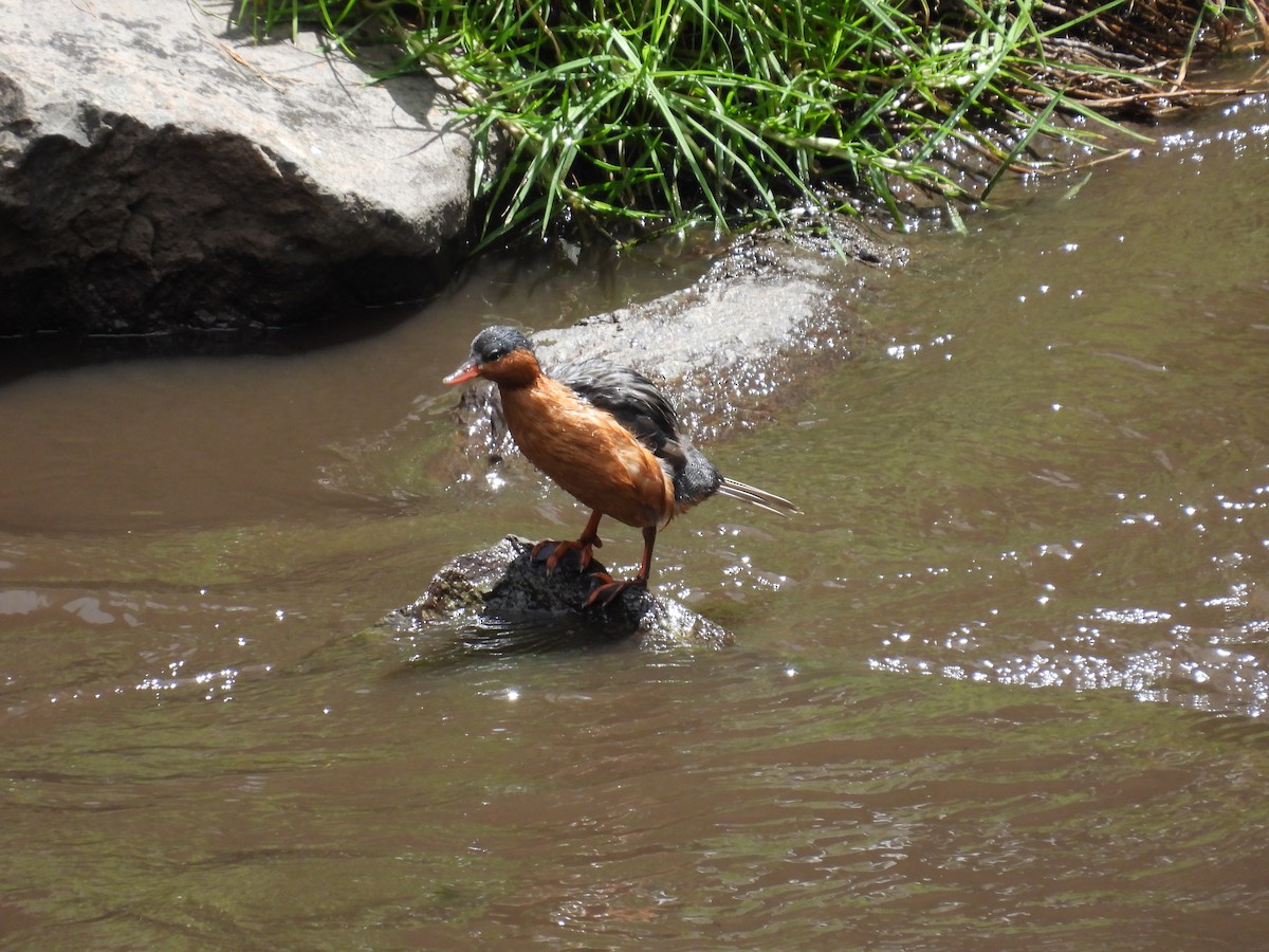 Torrent Duck - ML381982191