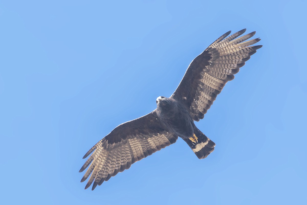 Zone-tailed Hawk - Bradley Hacker 🦜