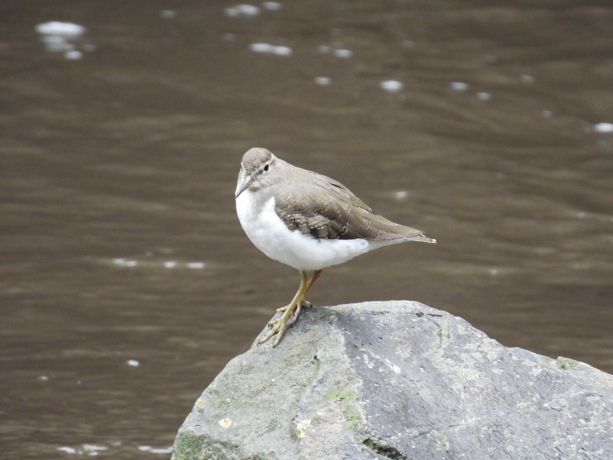 Spotted Sandpiper - ML381982551