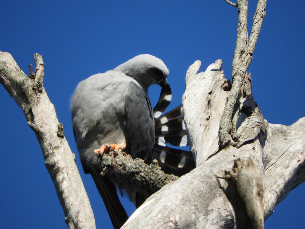 Plumbeous Kite - Silvia Enggist