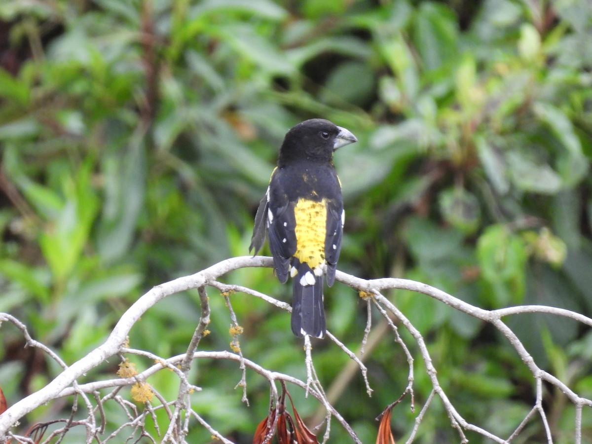 Black-backed Grosbeak - ML381982781