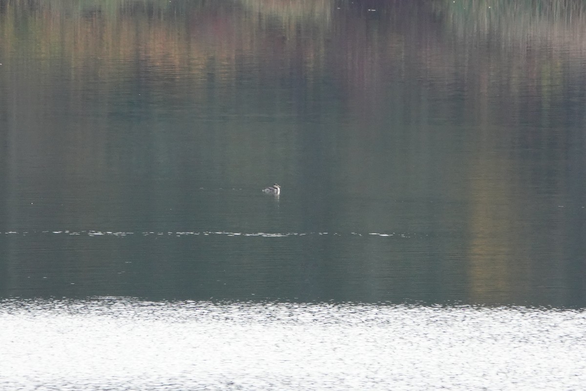 Red-necked Grebe - ML381983241