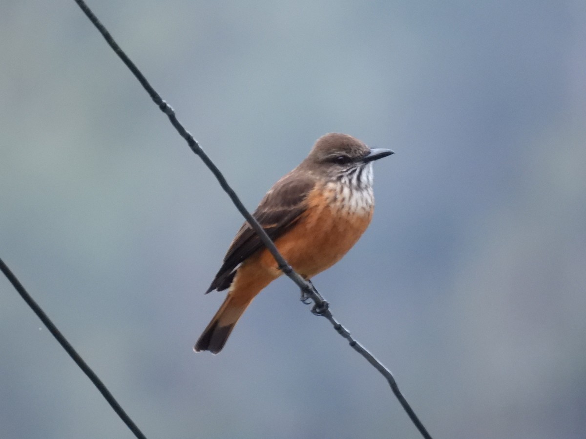 Streak-throated Bush-Tyrant - ML381983491