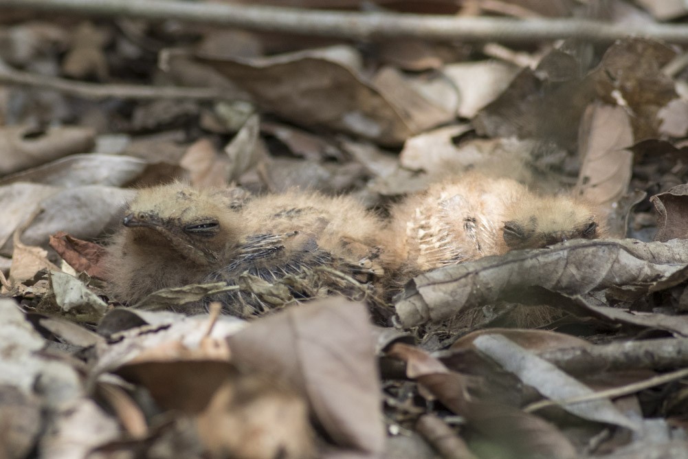 Jerdon's Nightjar - ML38198371