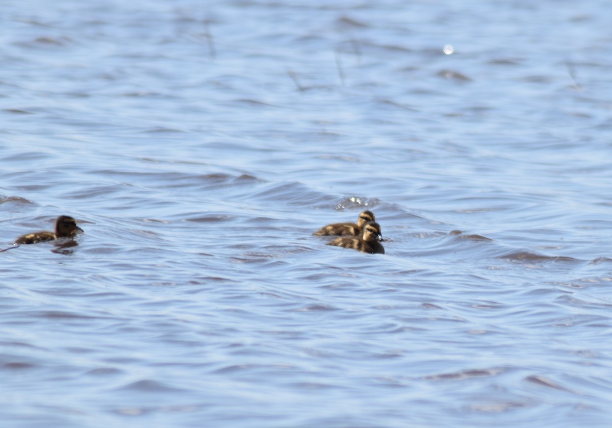 Mallard - ML381983981