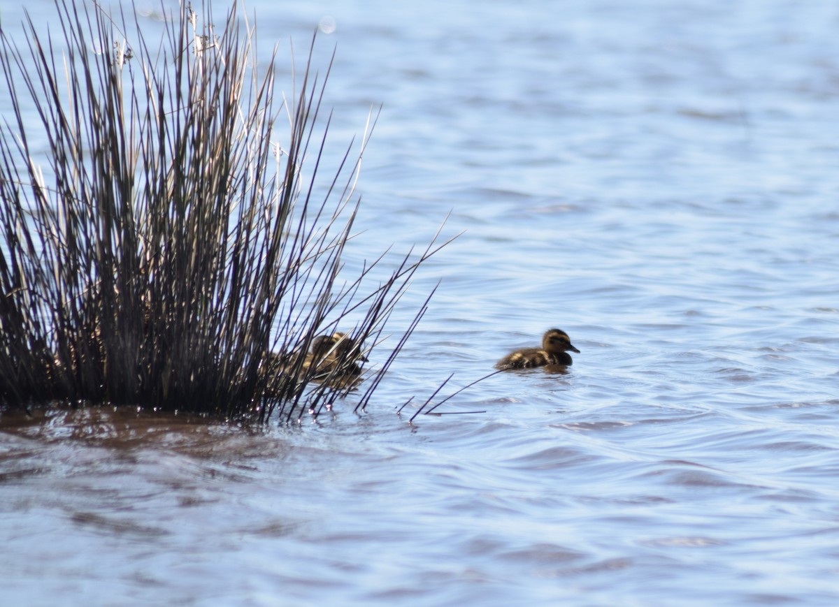 Mallard - ML381984101