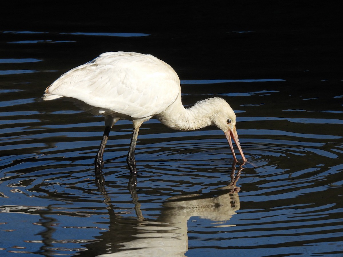 Eurasian Spoonbill - José Ramón Martínez