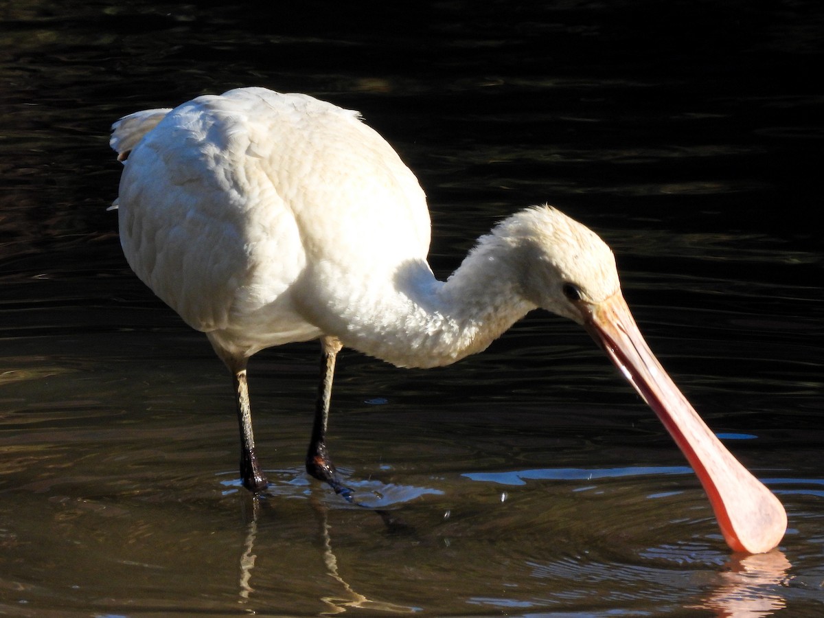 Eurasian Spoonbill - José Ramón Martínez