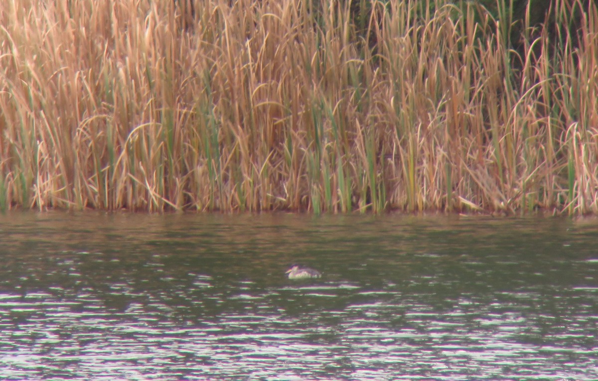 Red-necked Grebe - ML381985361