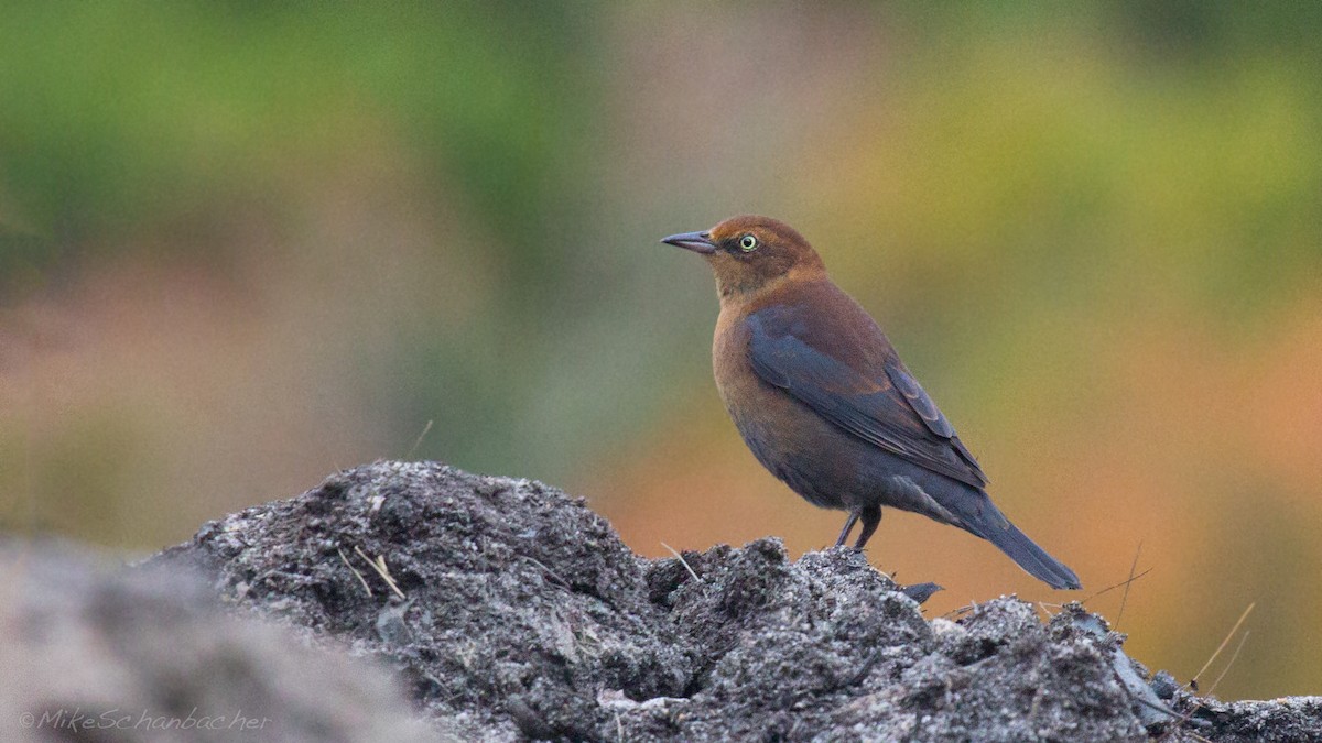 Rusty Blackbird - ML381986581