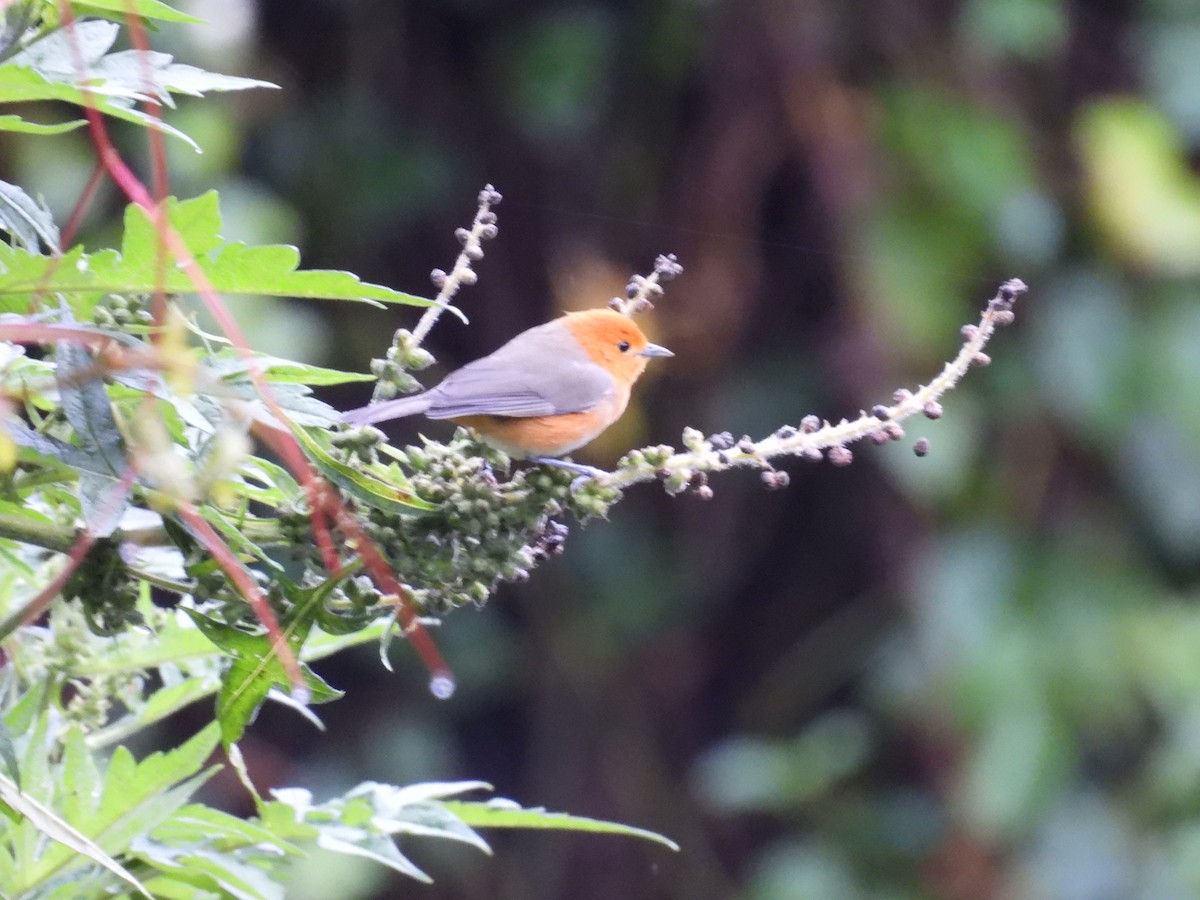 Rufous-chested Tanager - Victor Vanegas