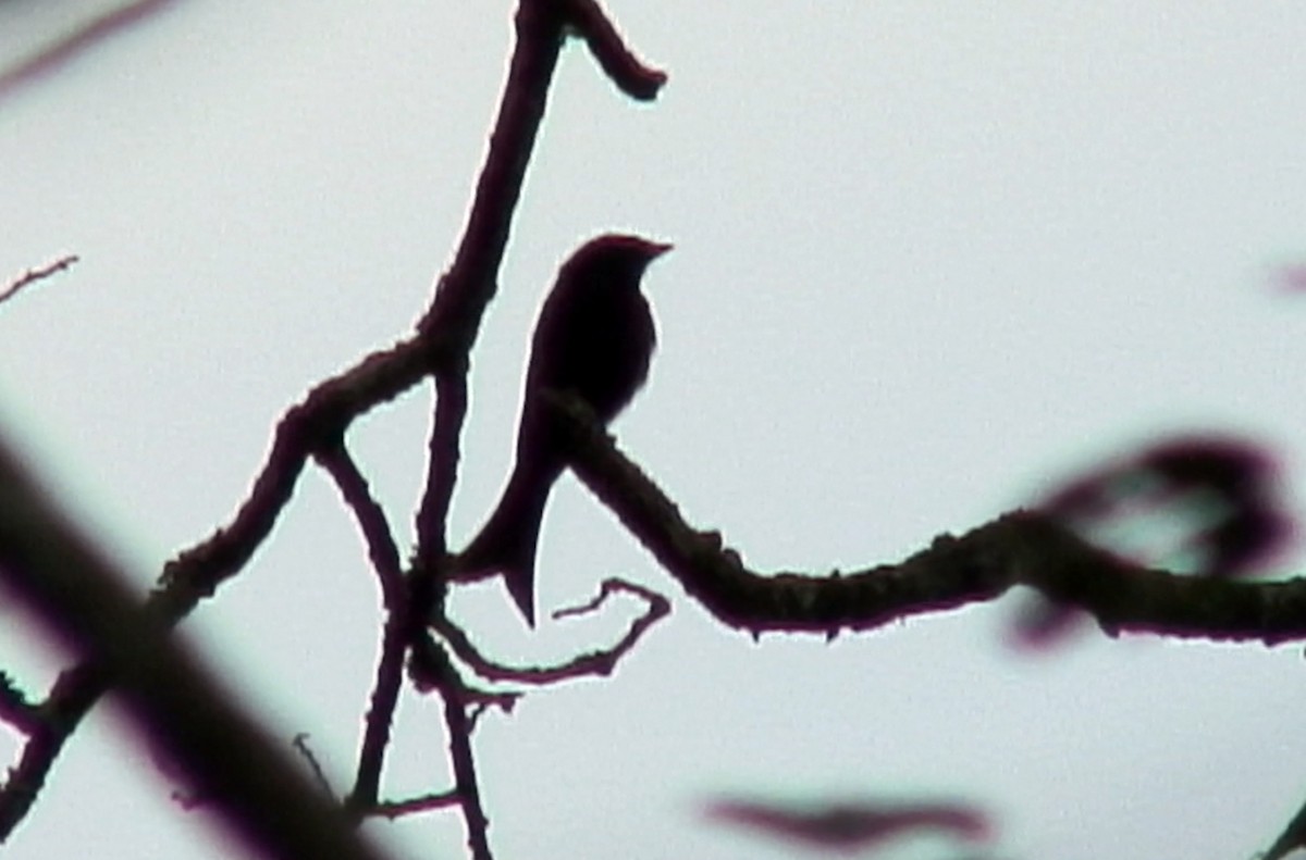 Velvet-mantled Drongo (coracinus) - ML381988441