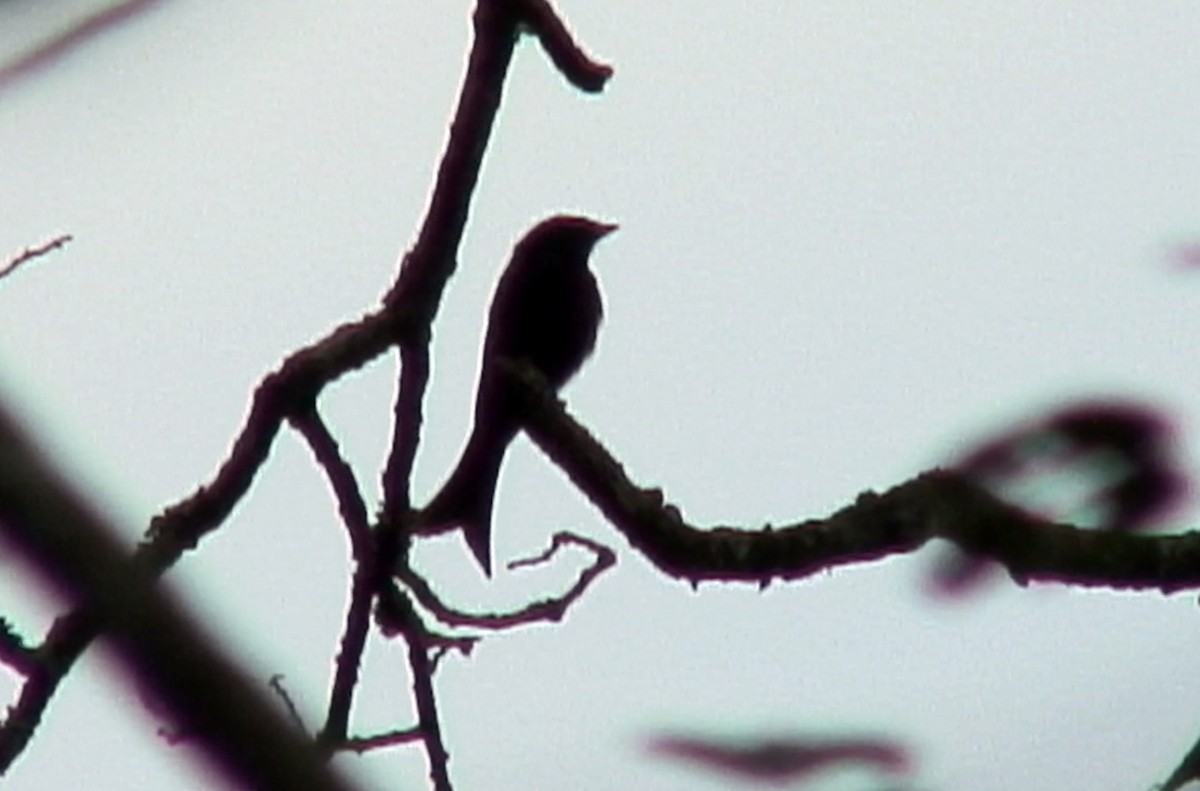 Drongo modeste (coracinus) - ML381988441