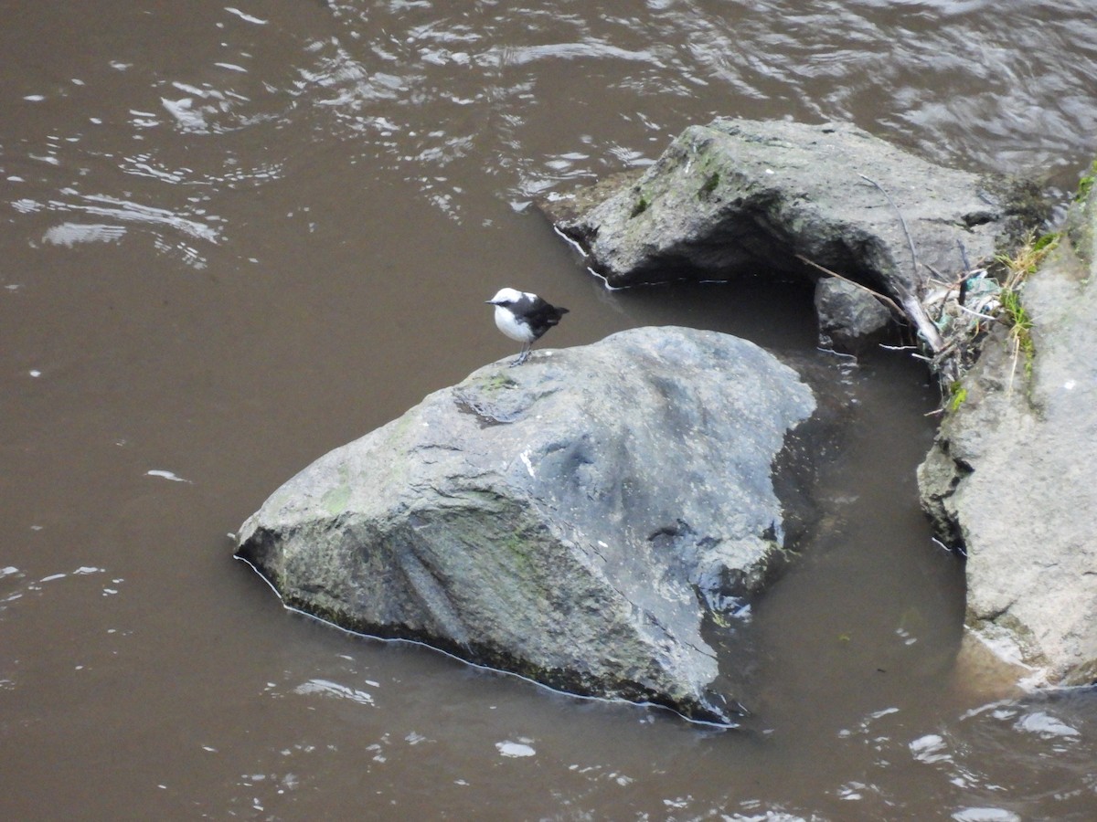 White-capped Dipper - ML381988721