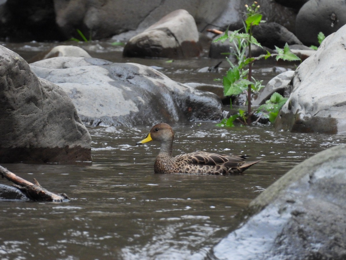 Yellow-billed Pintail - ML381988771