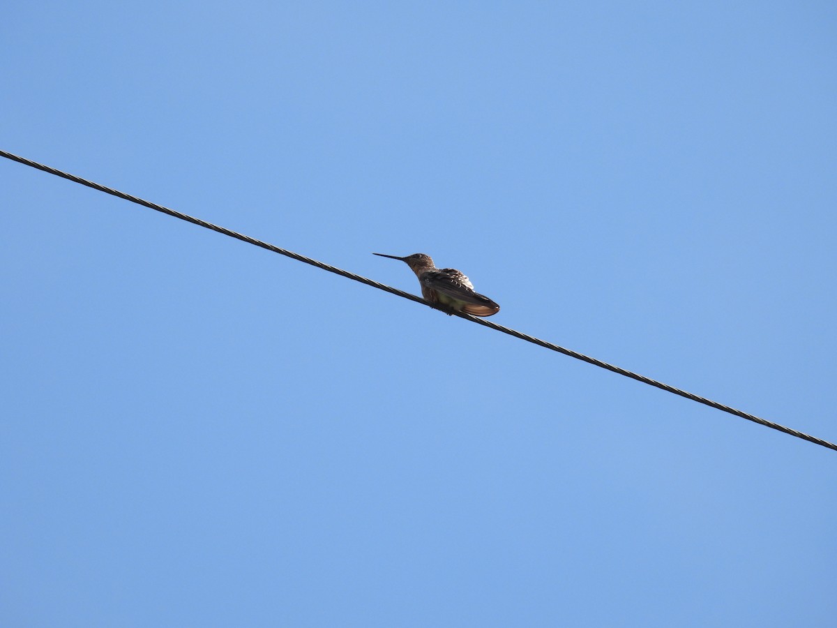 Giant Hummingbird - ML381989021