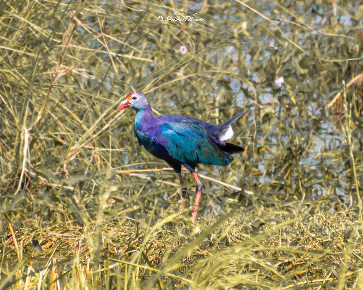 Gray-headed Swamphen - ML381989901