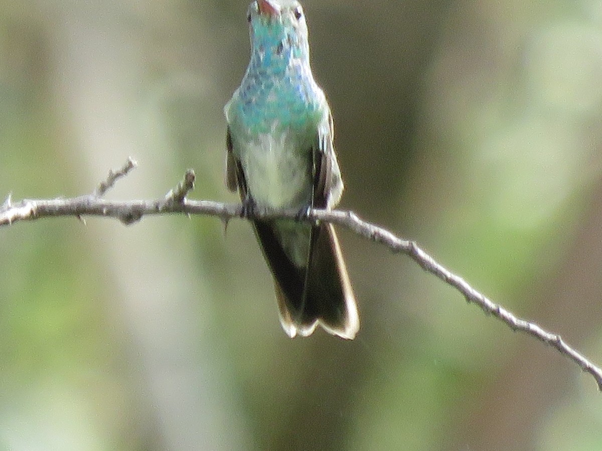 kolibřík honduraský - ML38199121