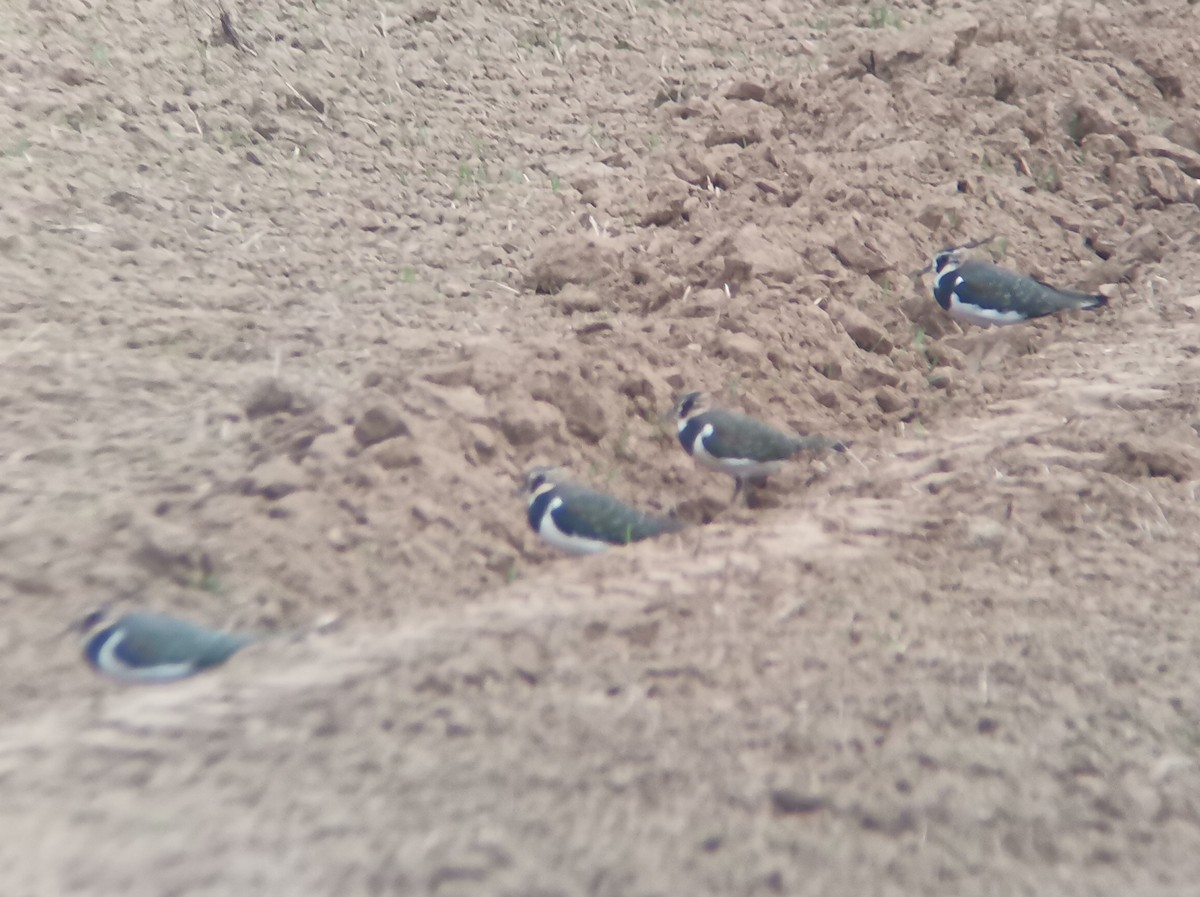 Northern Lapwing - ML381992331