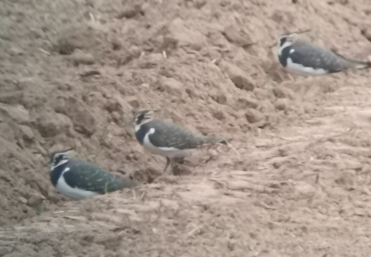 Northern Lapwing - ML381992341