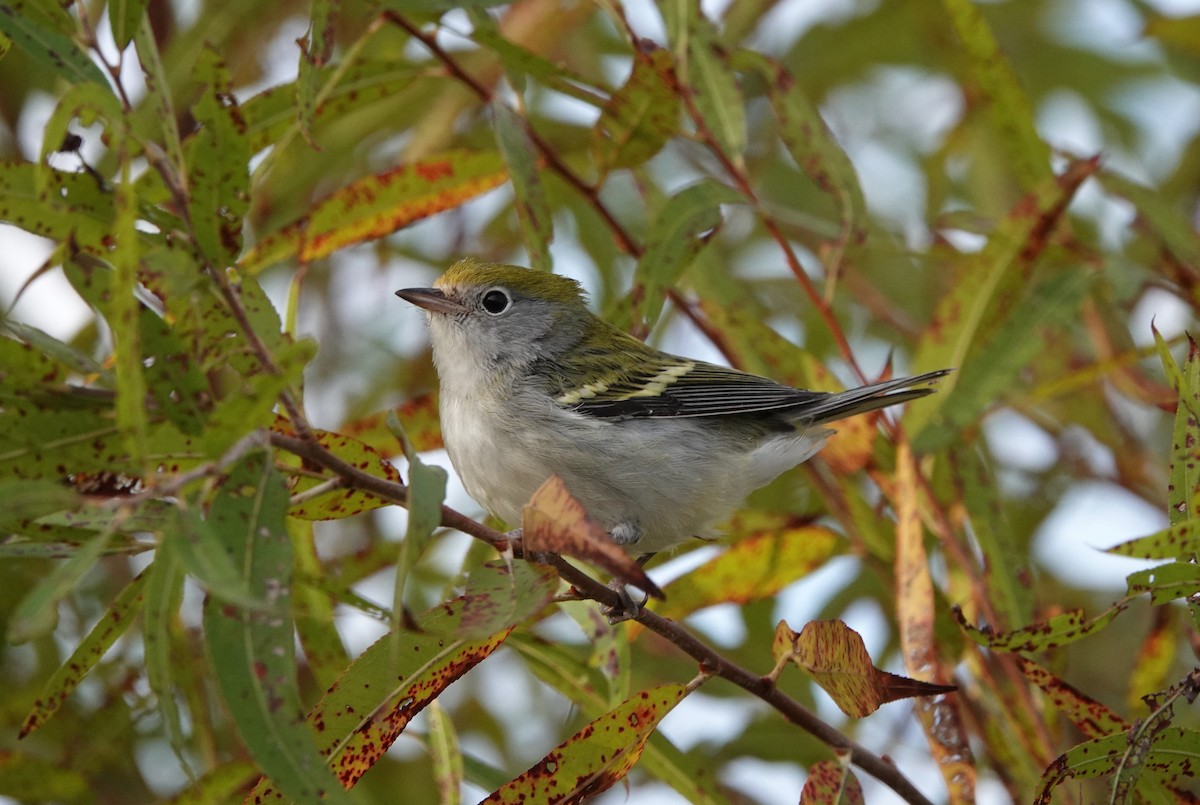 Chestnut-sided Warbler - ML381992731