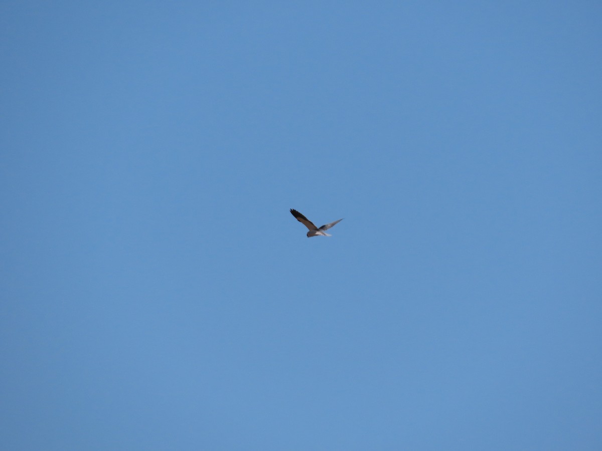 Black-winged Kite - Gregory Askew
