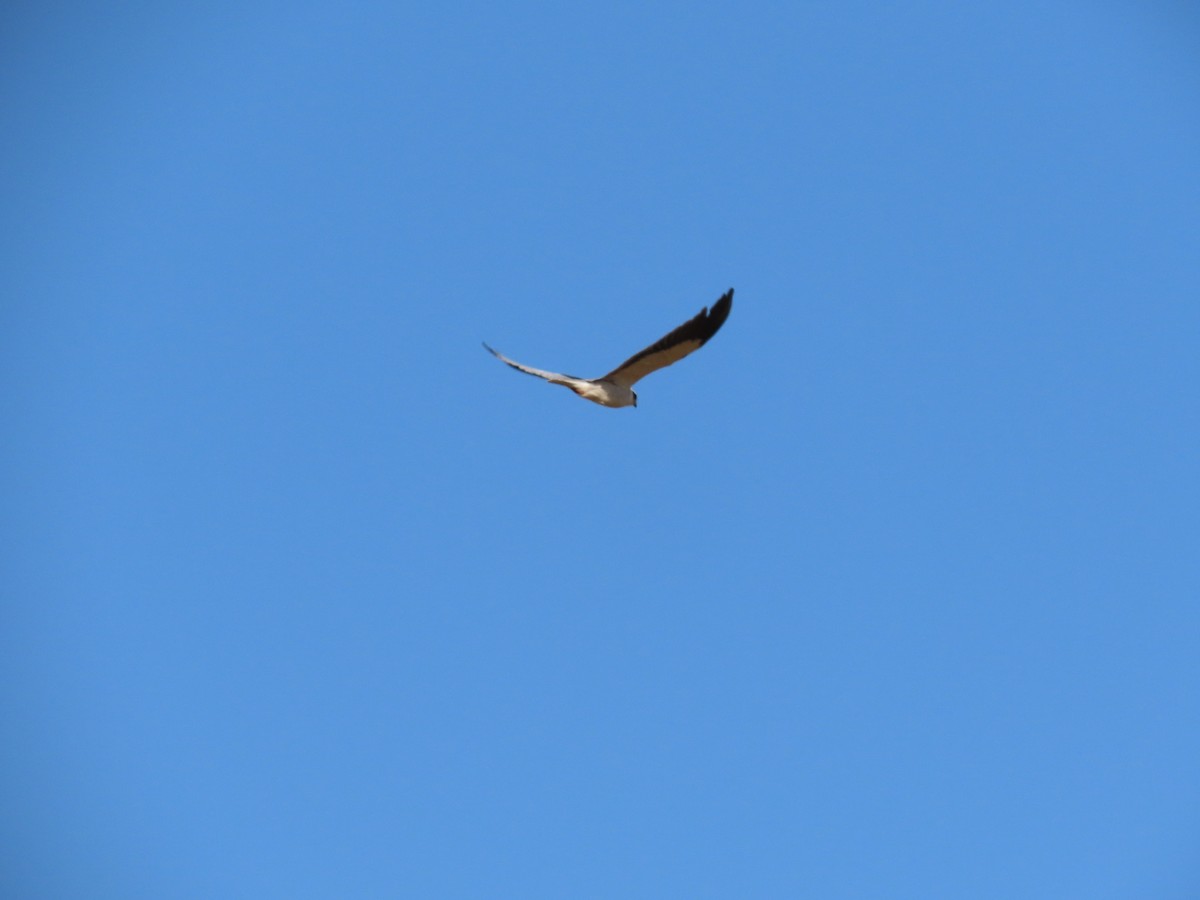 Black-winged Kite - Gregory Askew