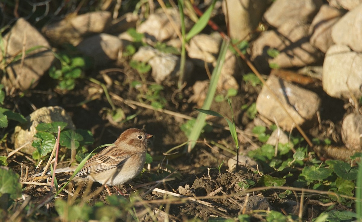 Field Sparrow - ML381993451