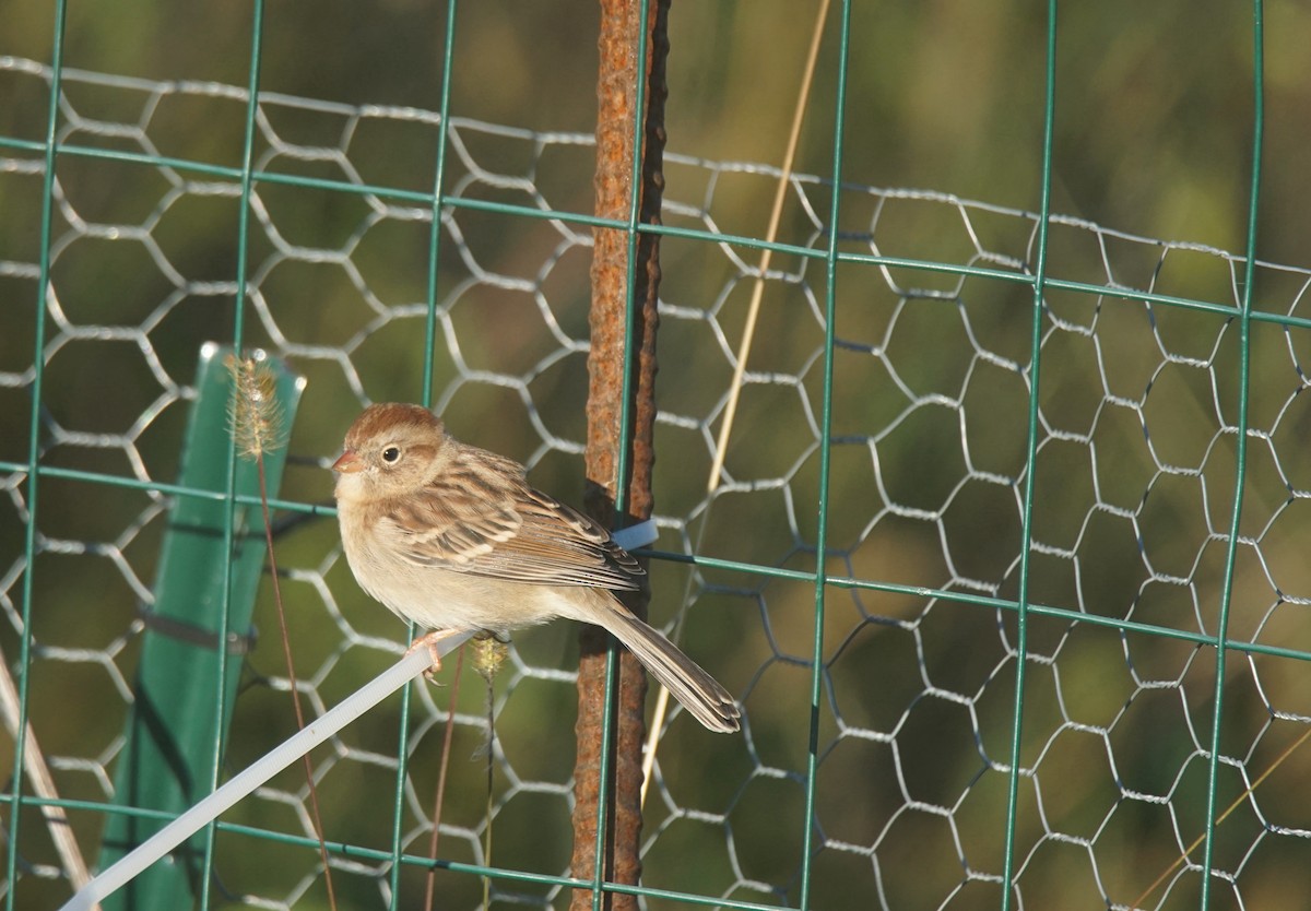 Field Sparrow - ML381993471